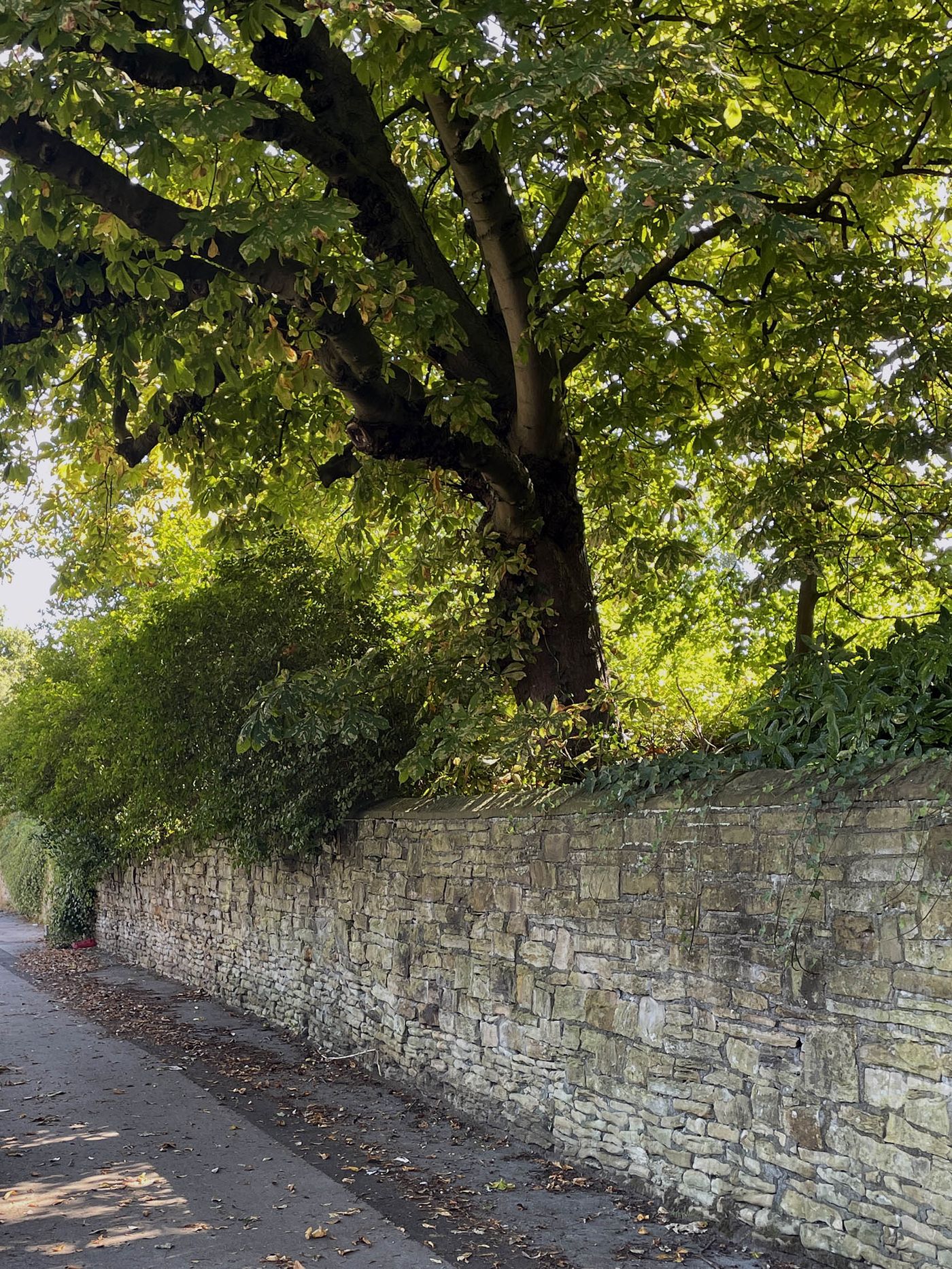 A view through the trees to the site within the Norfolk Road Conservation Area in Sheffield.